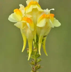 Butter and Eggs (Linaria vulgaris)