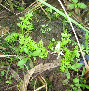 Watersprite (Ceratopteris thalictroides)
