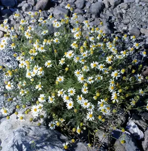 Stinking Chamomile (Anthemis cotula)