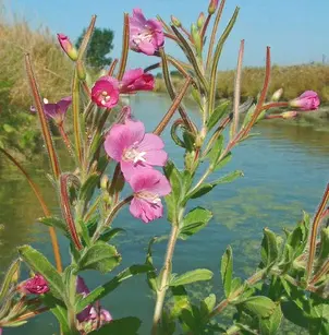 Codlins and Cream (Epilobium hirsutum)