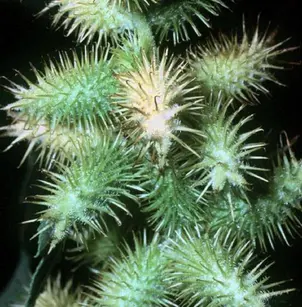 Rough Cocklebur (Xanthium strumarium)