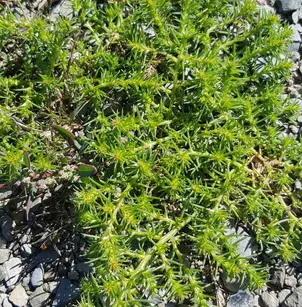 Slender Russian Thistle (Salsola collina)