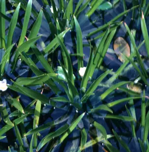 Water Soldiers (Stratiotes aloides)