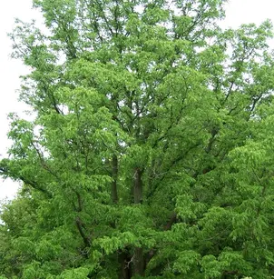 Amur Corktree (Phellodendron amurense)