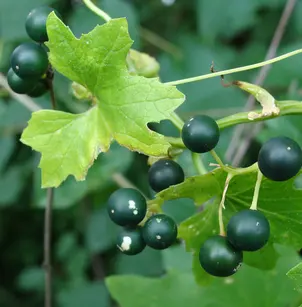 White Bryony (Bryonia alba)