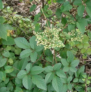 Bushkiller (Cayratia japonica)