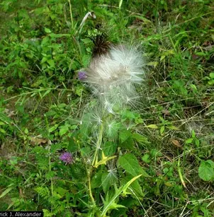 Bull Thistle (Cirsium vulgare)