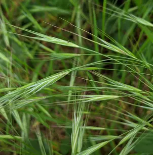 Ripgut Brome (Bromus diandrus)