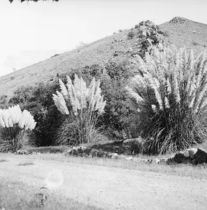 Uruguayan Pampas Grass (Cortaderia selloana)
