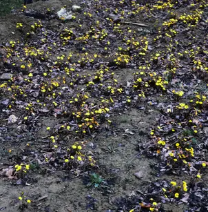 Coltsfoot (Tussilago farfara)