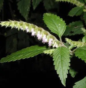 Crested Latesummer Mint (Elsholtzia ciliata)