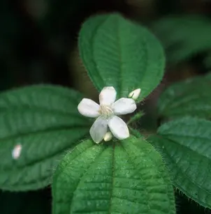 Soapbush (Clidemia hirta)
