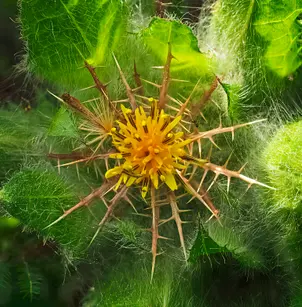 Blessed Thistle (Cnicus benedictus)