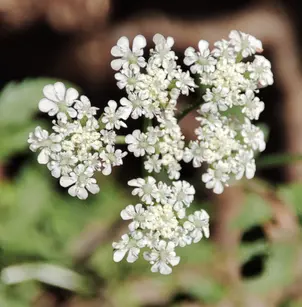 Spreading Hedgeparsley (Torilis arvensis)