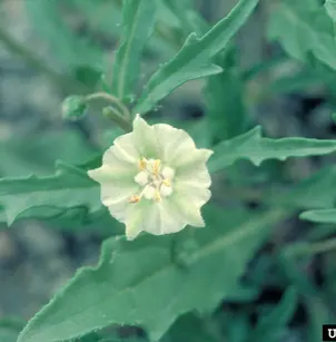 Virginia Groundcherry (Physalis virginiana)