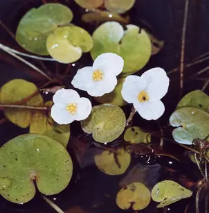 Common Frogbit (Hydrocharis morsus-ranae)