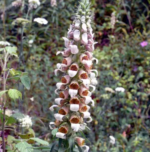 Woolly Foxglove (Digitalis lanata)