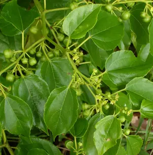 Asian Nakedwood (Colubrina asiatica)