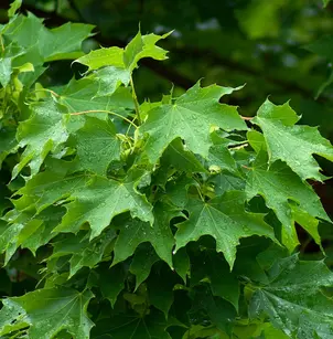 Norway Maple (Acer platanoides)