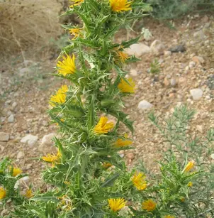 Common Goldenthistle (Scolymus hispanicus)