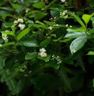 Sapphire-Berry (Symplocos paniculata)