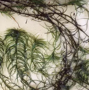 Oxygen-Weed (Lagarosiphon major)