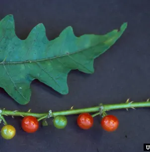 Scrambling Nightshade (Solanum tampicense)