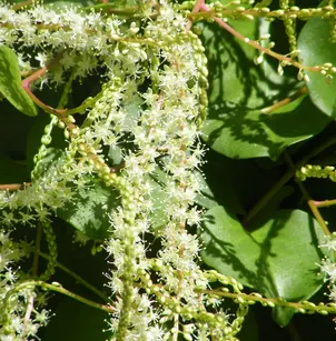 Heartleaf Madeiravine (Anredera cordifolia)