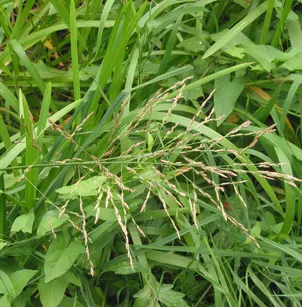 Variegated Water Grass (Glyceria maxima 'Variegata')