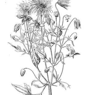 Oriental Virginsbower (Clematis orientalis)