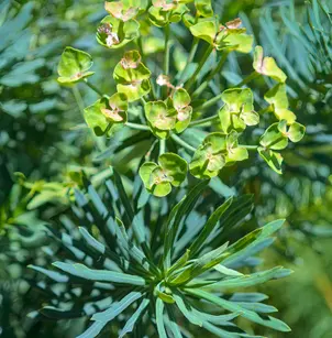 Cypress Spurge (Euphorbia cyparissias)