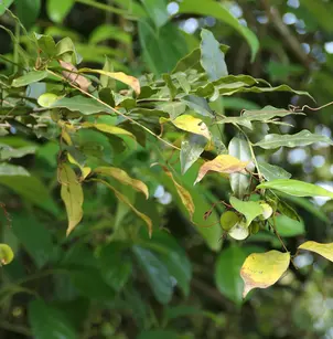 Chinese Yam (Dioscorea oppositifolia)