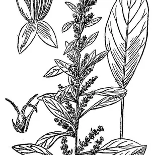 Roughfruit Amaranth (Amaranthus tuberculatus)