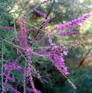 Smallflower Tamarisk (Tamarix parviflora)