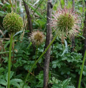 Pale Biddy-Biddy (Acaena pallida)