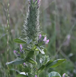 Foxtail Restharrow (Ononis alopecuroides)