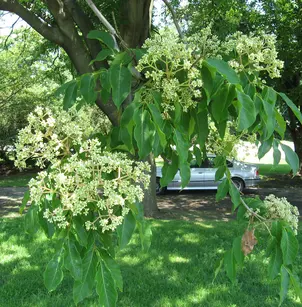 Bee-Bee Tree (Tetradium daniellii)