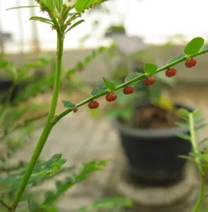 Chamber Bitter (Phyllanthus urinaria)