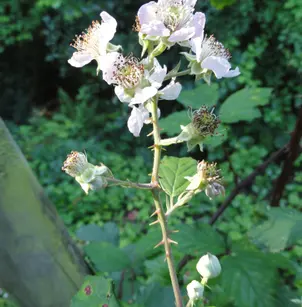 Himalayan Berry (Rubus bifrons)