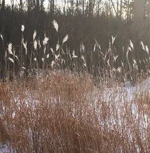Amur Silvergrass (Miscanthus sacchariflorus)
