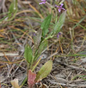 Crossflower (Chorispora tenella)