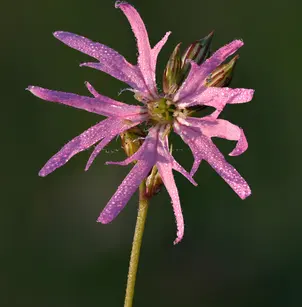Ragged Robin (Lychnis flos-cuculi)
