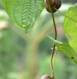 Air Yam (Dioscorea bulbifera)