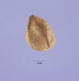 Japanese Buckthorn (Rhamnus japonica)