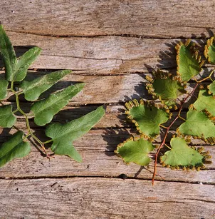Small-Leaf Climbing Fern (Lygodium microphyllum)
