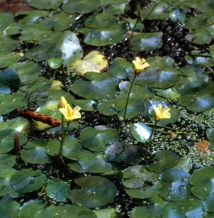 Yellow Floatingheart (Nymphoides peltata)