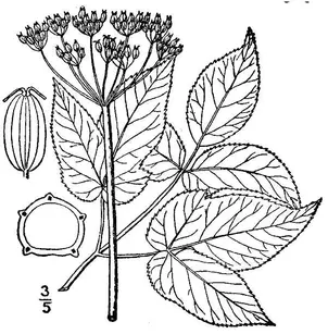 Bishop's Goutweed (Aegopodium podagraria)