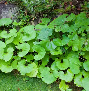 Japanese Sweet Coltsfoot (Petasites japonicus)