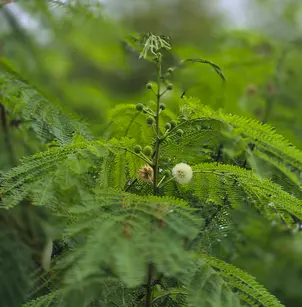 White Leadtree (Leucaena leucocephala)