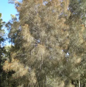 River She-Oak (Casuarina cunninghamiana)